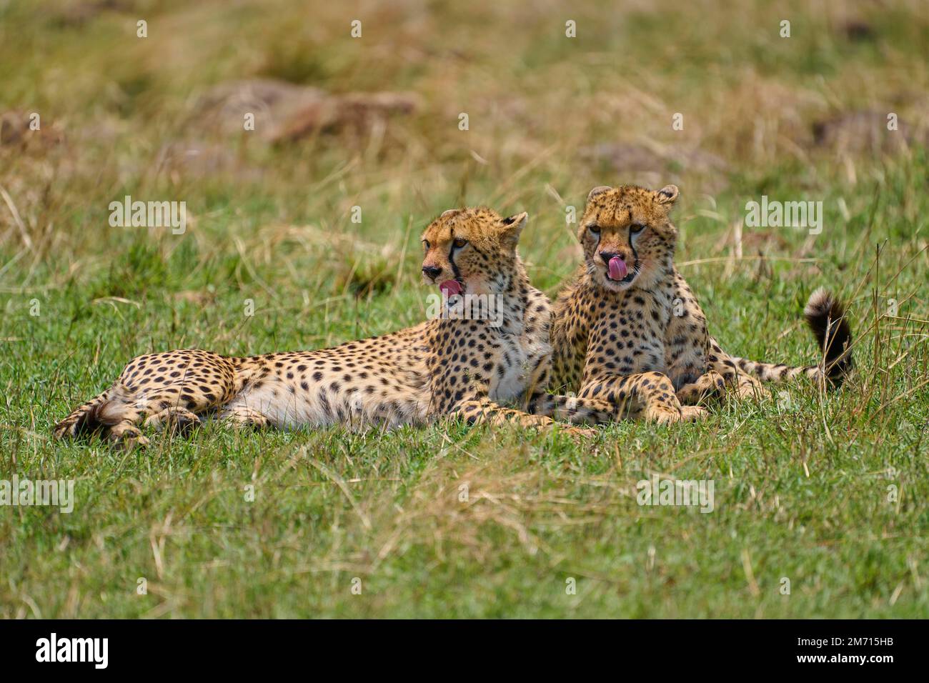 Cheetah (Achinonyx jubatus), zwei Tiere, die zusammen liegen, Masai Mara National Reserve, Kenia Stockfoto