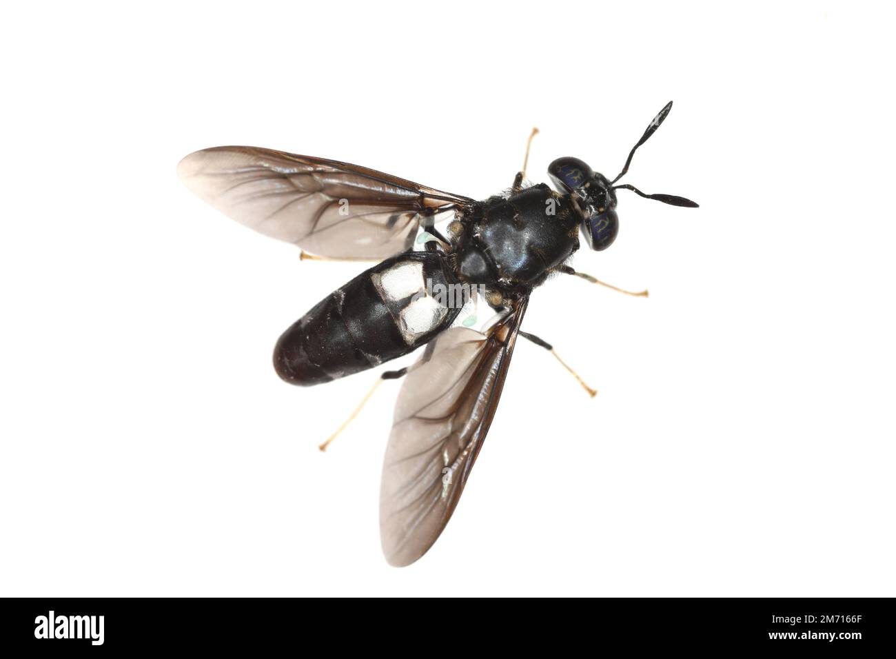 Schwarze Soldatenfliegenart Hermetia erhellt in hoher Auflösung mit extremem Fokus. Isoliert auf weißem Hintergrund. Stockfoto