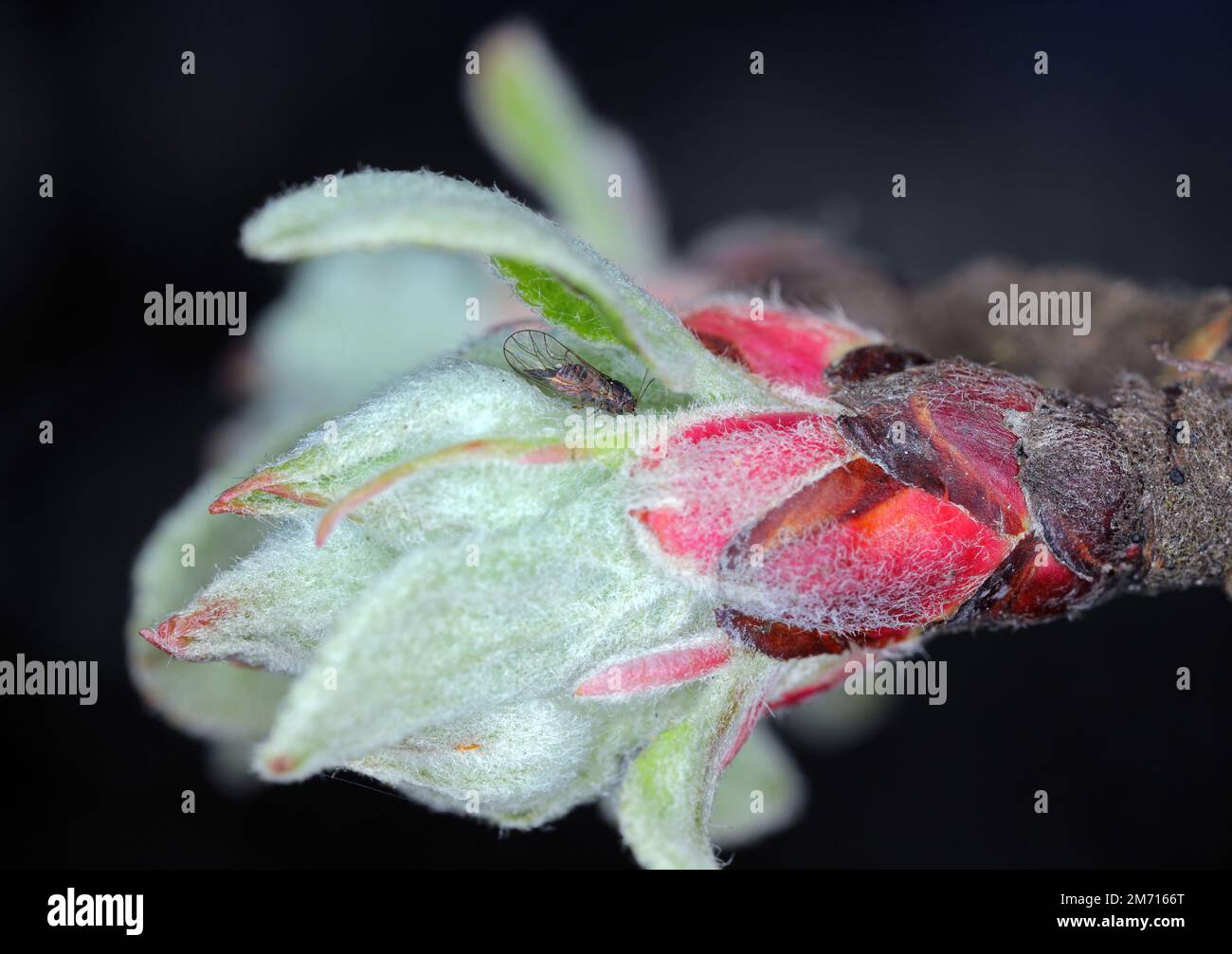 Cacopsylla melanoneura ist ein Insekt der Familie der Psyllidae. Der Schädling von Apfelbäumen und gilt als der Hauptvektor der Phytoplasma-Krankheit. Stockfoto