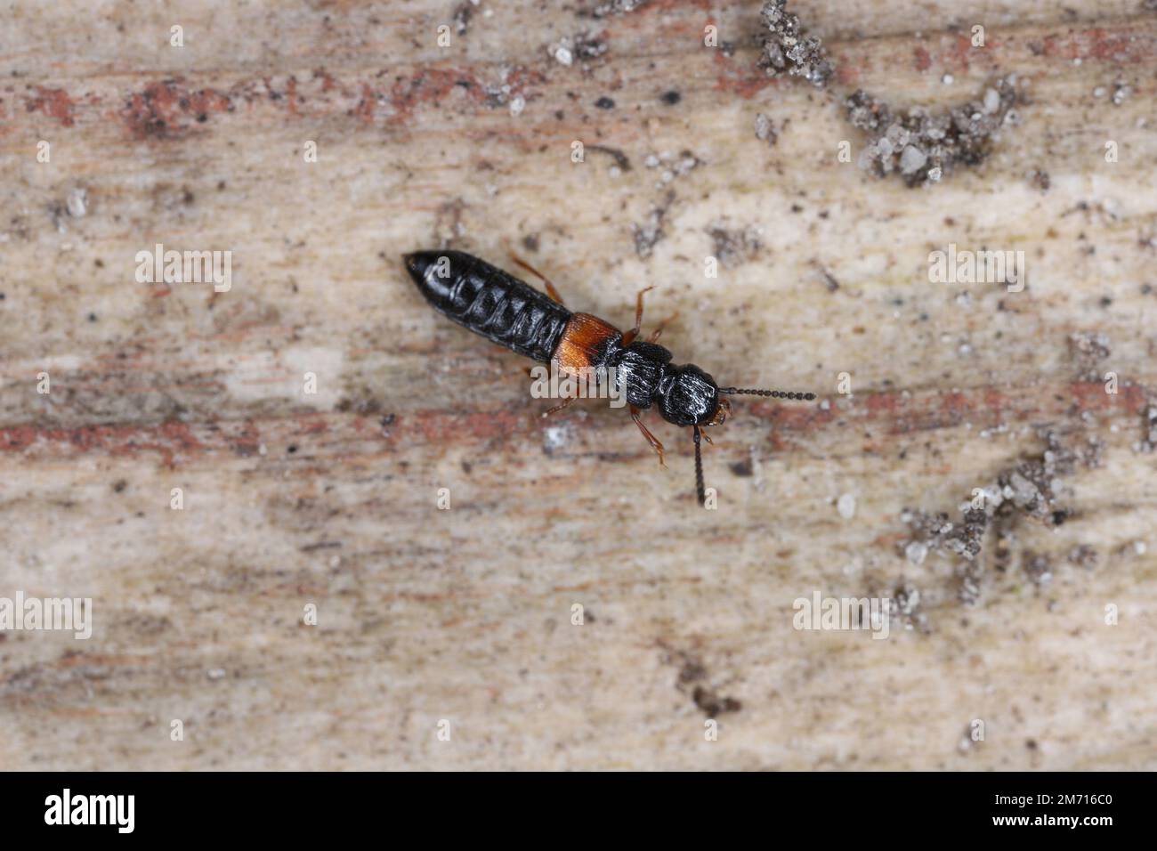 Rove Beetle, Gattung Oxytelus. Ein Käfer unter der Rinde eines Baumes. Stockfoto