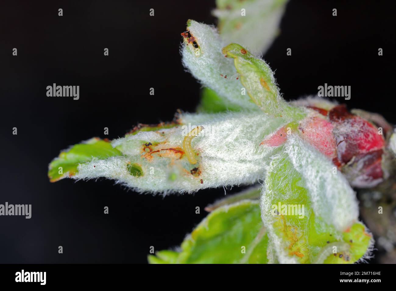 Wintermotte (Operophtera brumata) und Apfelblüte durch Raupe beschädigt. Die Wintermotte ist eine wichtige Pflanze aus Äpfeln und Birnen in Obstgärten. Stockfoto