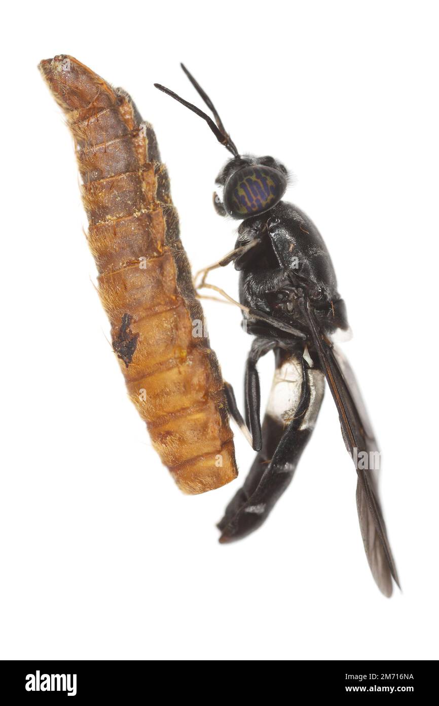 Schwarze Soldatenfliege Hermetia illucens in High Definition mit extremer Fokussierung. Eine Fliege, die auf einem Exsudum (Moult) einer Puppe sitzt. Isoliert auf weiß Stockfoto