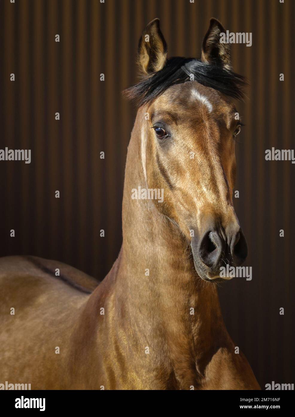 Porträt eines jungen, goldenen andalusischen Pferdes auf gestreiftem Hintergrund. Stockfoto