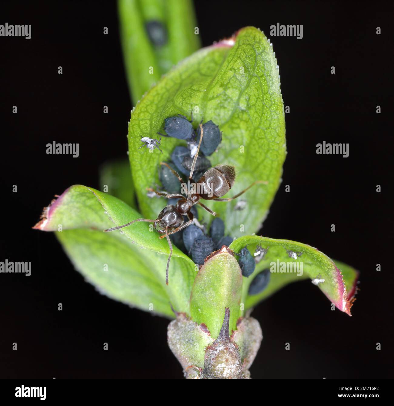 Lasius niger, die schwarze Gartenameise und Blattläuse. Die Ameise melkt die Blattläuse. Schwarze Bohnenblume, Aphis fabae auf Euonymus europaeus, Spindel, Europ Stockfoto