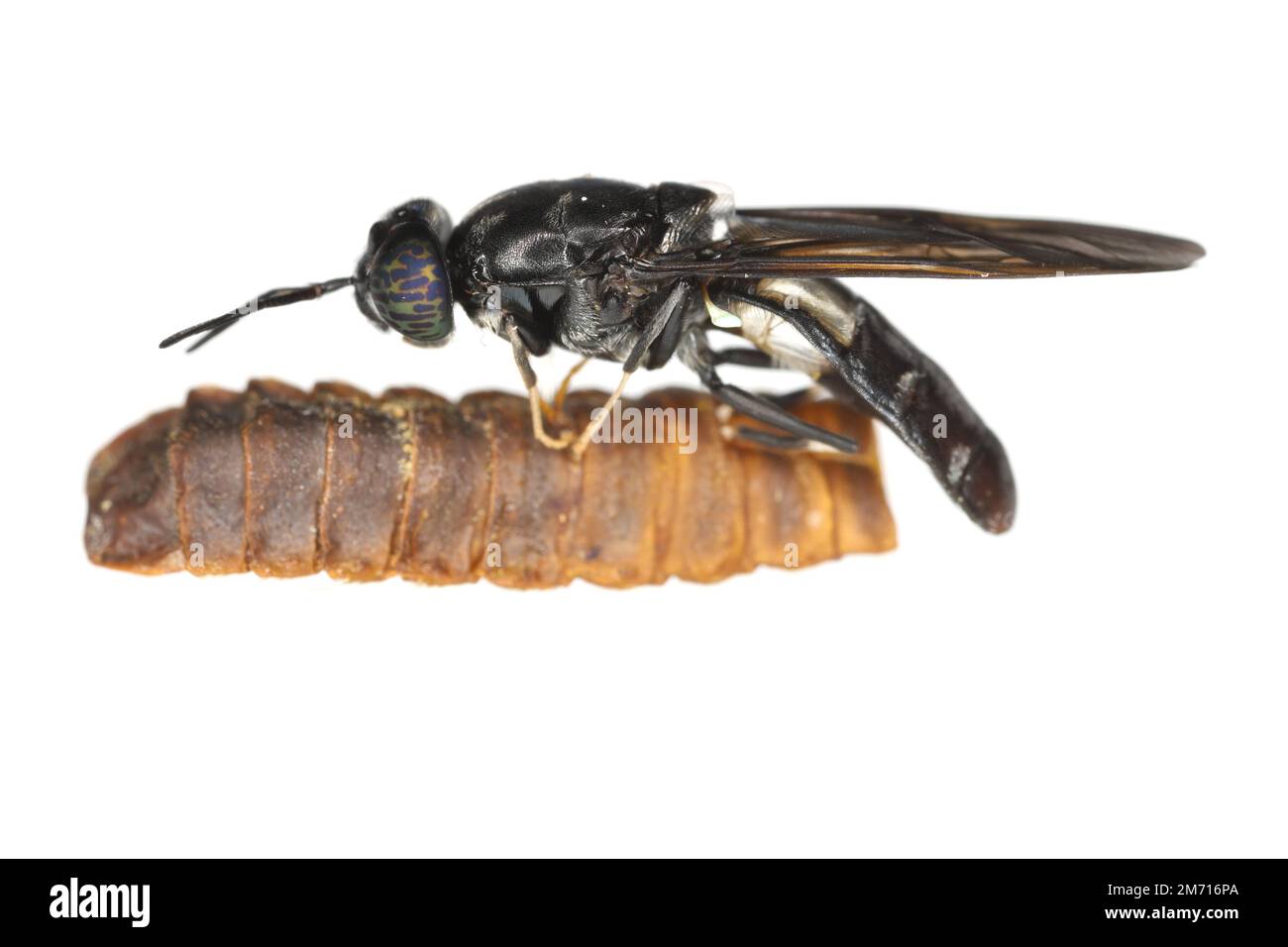 Schwarze Soldatenfliege Hermetia illucens in High Definition mit extremer Fokussierung. Eine Fliege, die auf einem Exsudum (Moult) einer Puppe sitzt. Isoliert auf weiß Stockfoto