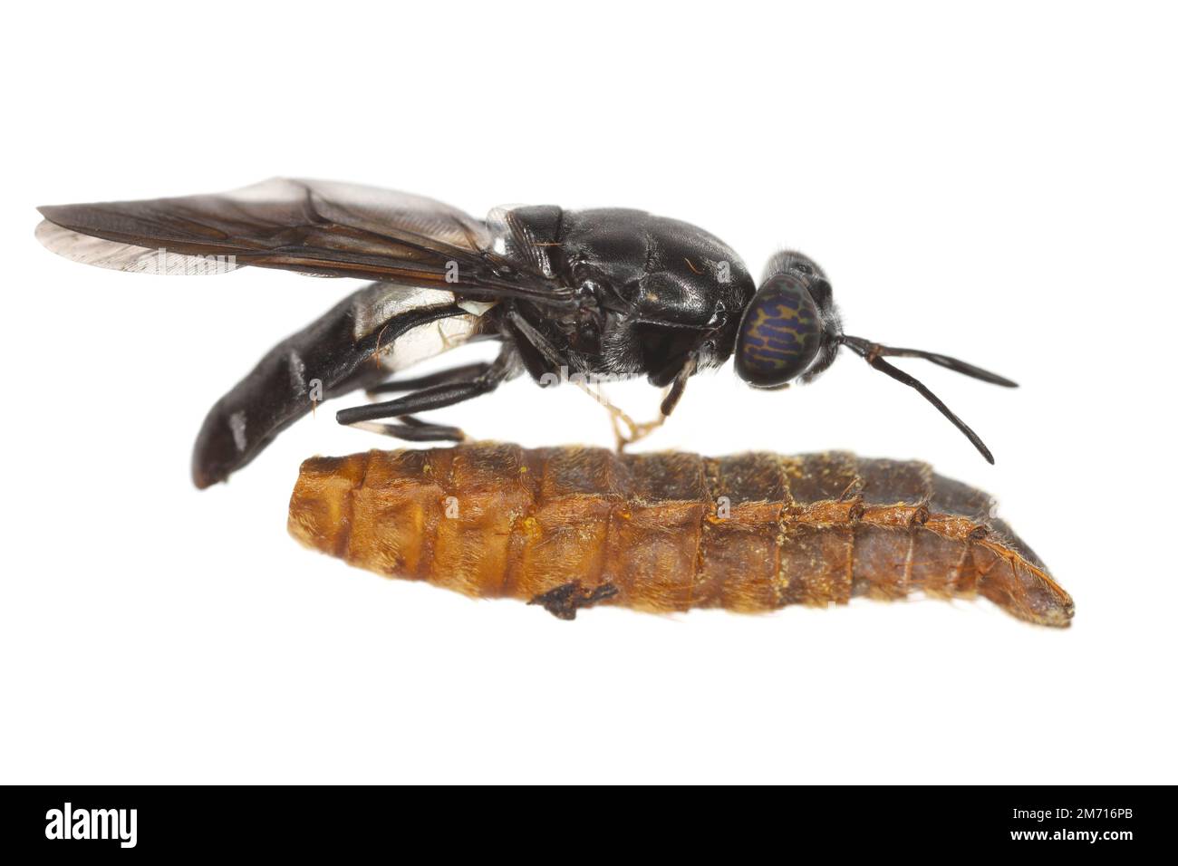 Schwarze Soldatenfliege Hermetia illucens in High Definition mit extremer Fokussierung. Eine Fliege, die auf einem Exsudum (Moult) einer Puppe sitzt. Isoliert auf weiß Stockfoto