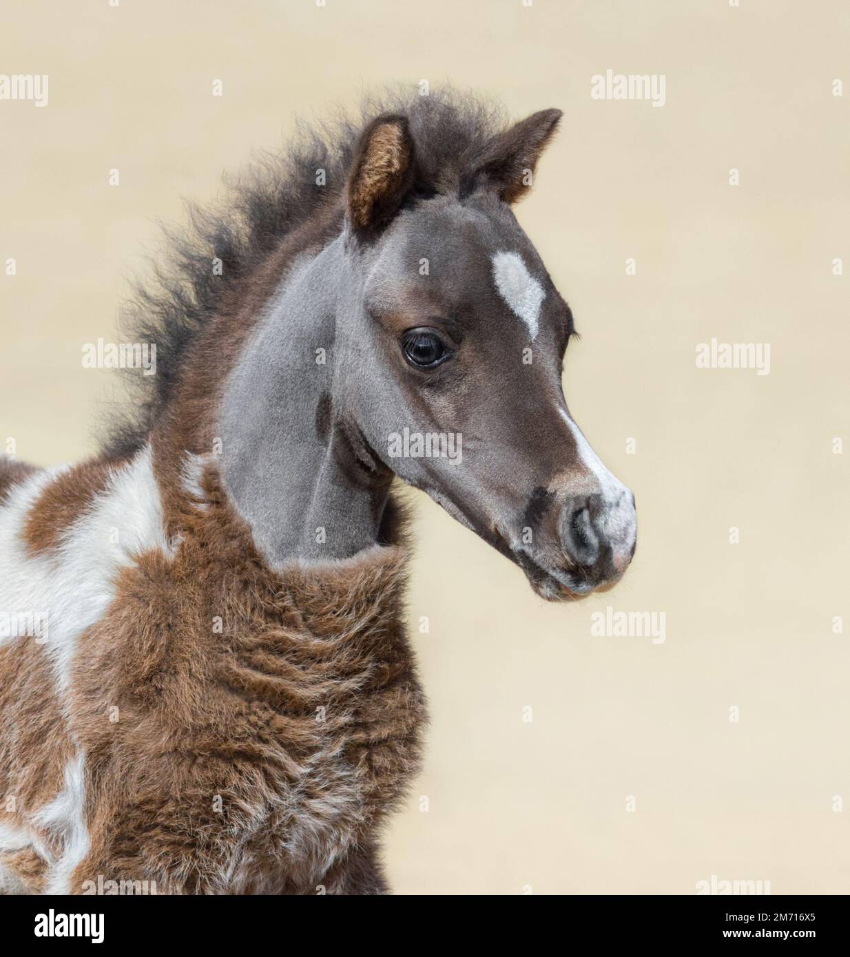 Amerikanisches Miniaturpferd. Silberbucht-Fohlen ist ein Monat der Geburt. Hengst. Vertikale Nahaufnahme Porträt. Stockfoto
