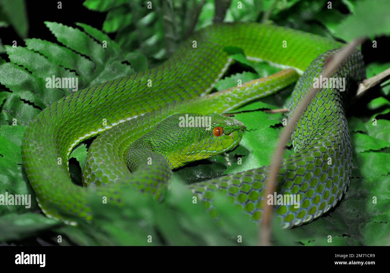 Grubenotter (Cryptelytrops albolabris) Stockfoto