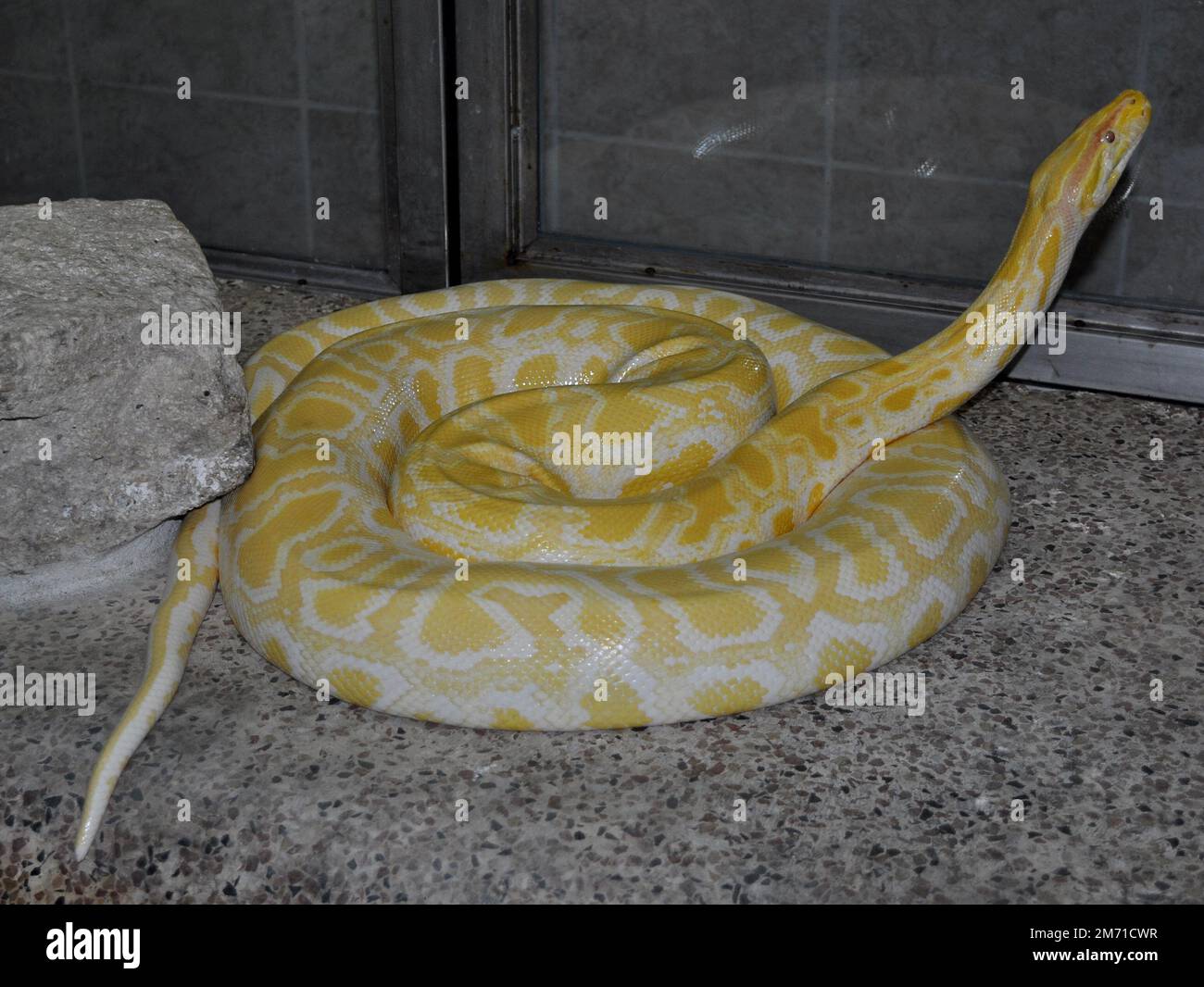Burmespython (Python bivittatus) Stockfoto
