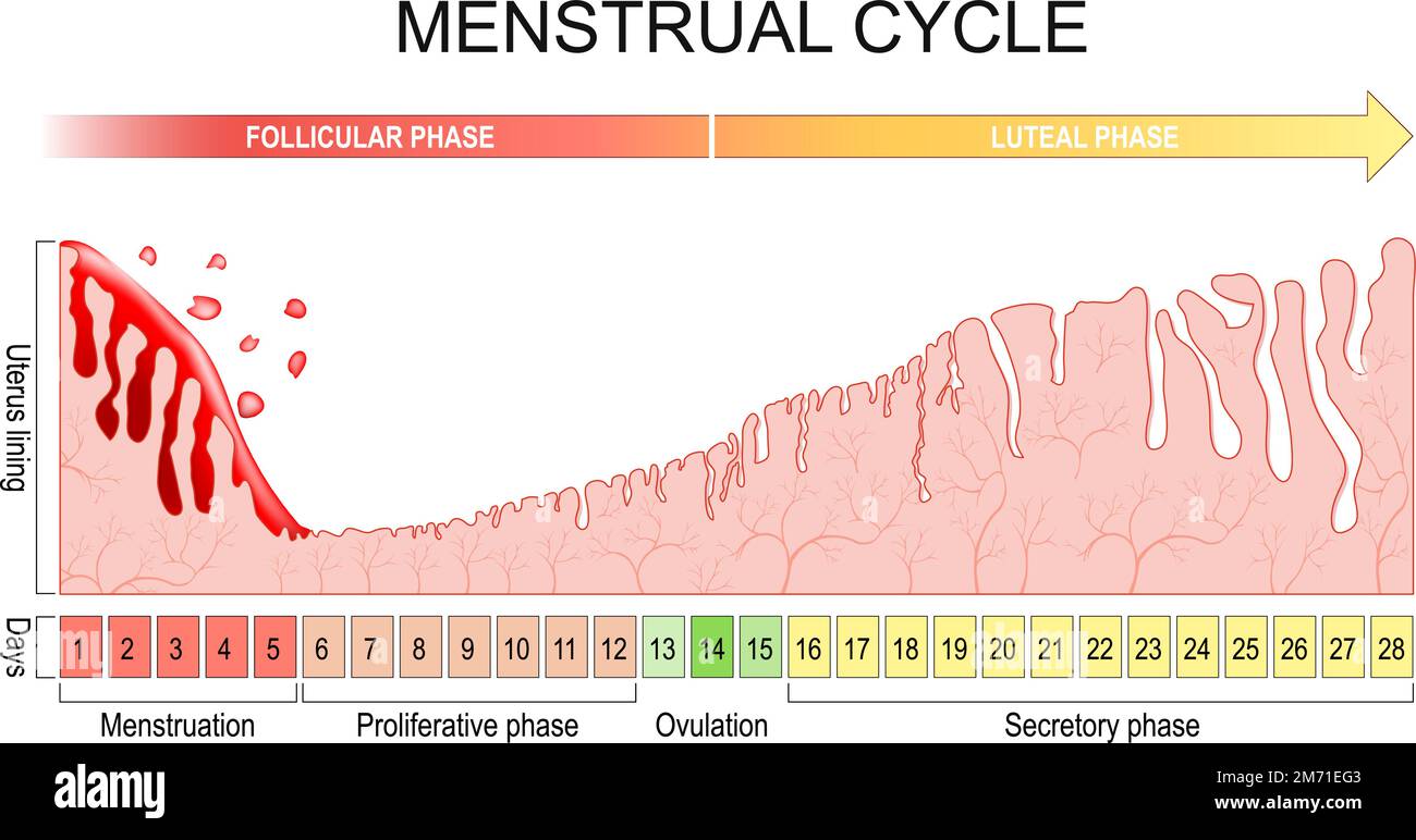 Menstruationszyklus. Veränderungen des Endometriums während des Menstruationszyklus. Uterusschleimhaut von der Menstruation, proliferative Phase bis zur Ovulation Stock Vektor