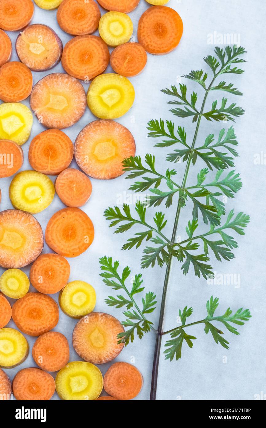 Eine Nahaufnahme der in Scheiben geschnittenen gelben und orangefarbenen Karotten mit Karottenspitzen über dem Kopf in einem geometrischen Muster. Stockfoto