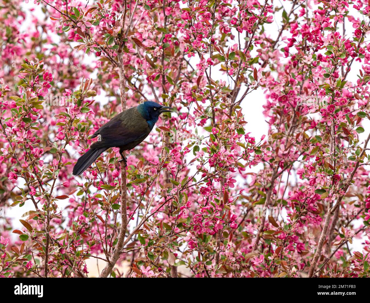 Eine gewöhnliche Gruft (gebräunt) hoch oben auf einem blühenden rosa Krabbenbaum im frühen Frühling. Stockfoto