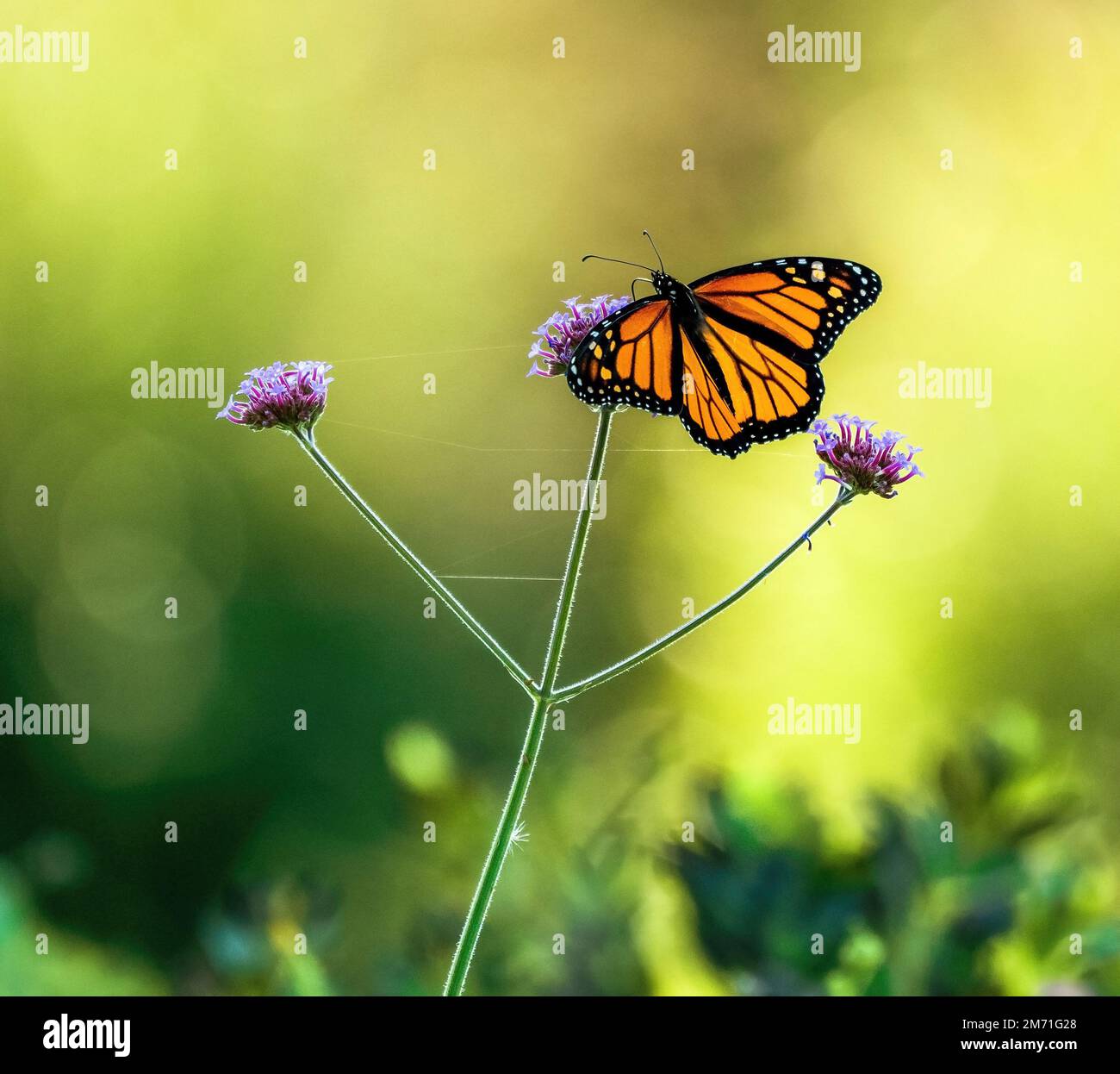 Ein wunderschöner Monarch Butterfly, der auf einer Verbena-Pflanze bestäubt, mit offenen Flügeln und weichem Licht, das durch den offenen Hintergrund filtert. Stockfoto