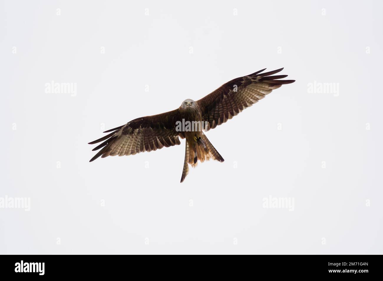 Roter Drachen auf der Suche nach einer Mahlzeit. Stockfoto