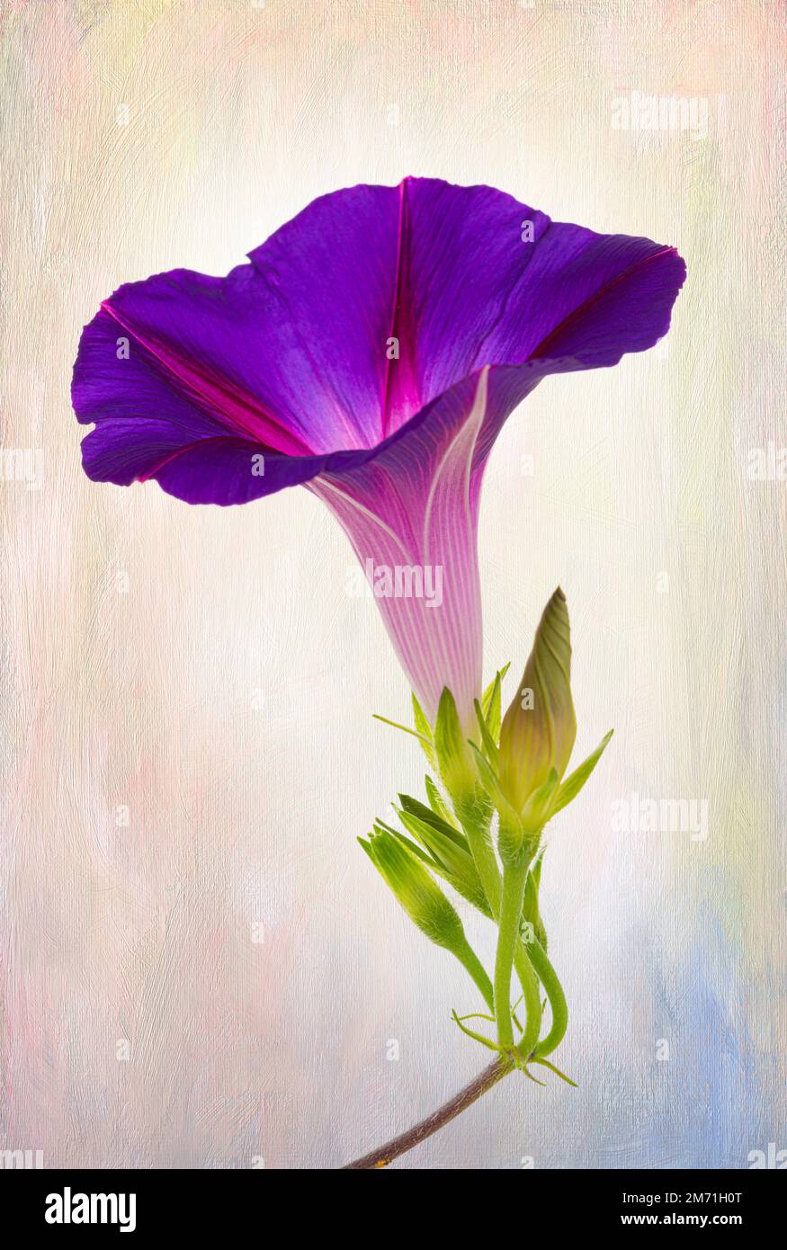 Ein vertikales Foto eines wunderschönen violetten und roten Morgengloriums auf einem mehrfarbigen Leinwand-Hintergrund. Stockfoto