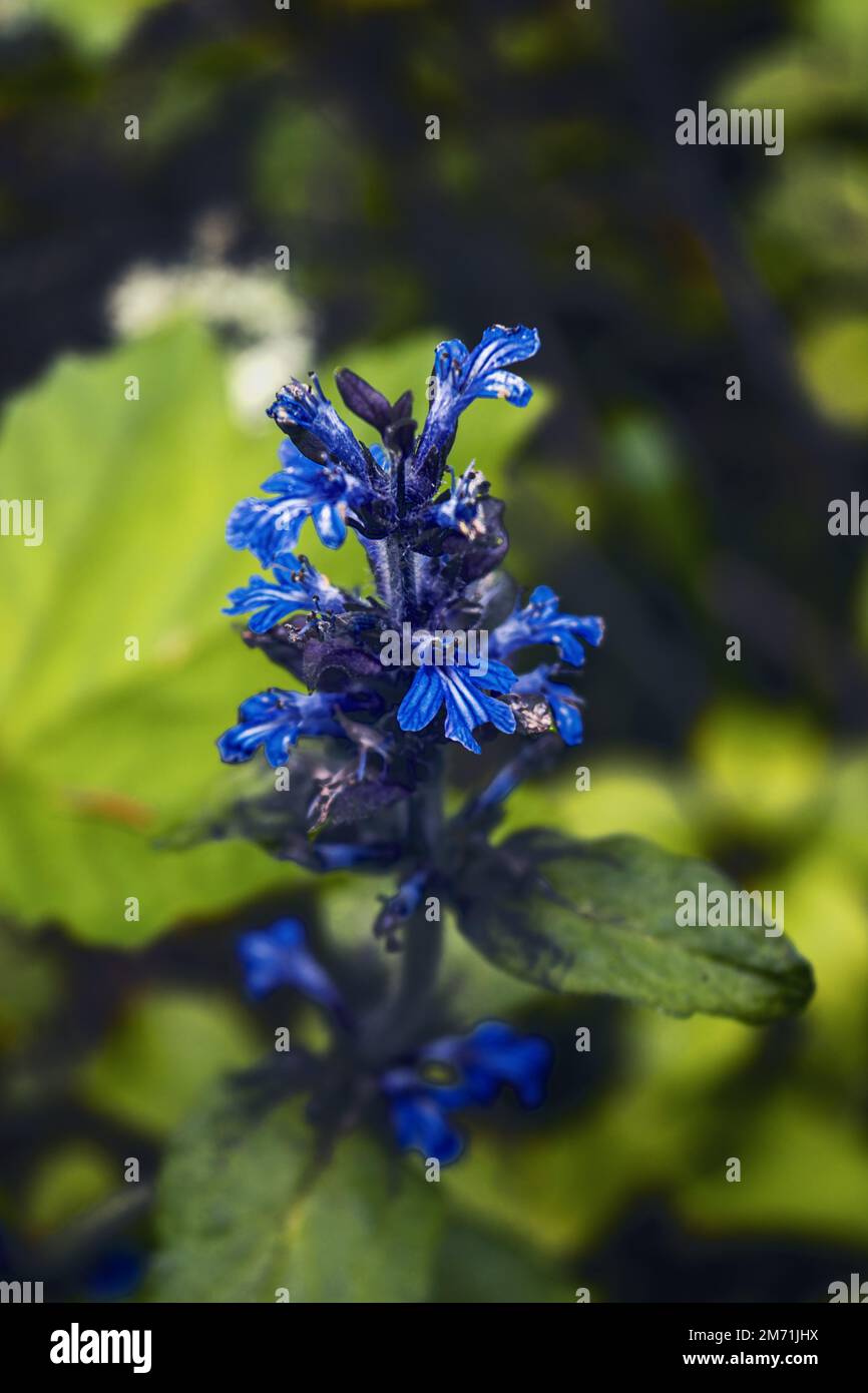 Nahaufnahme der wunderschönen blauen Blumen von Ajuga reptans Atropurpurea vor verschwommenem Hintergrund mit Teich im Frühling. Naturkonzept für Design. Selektiv Stockfoto