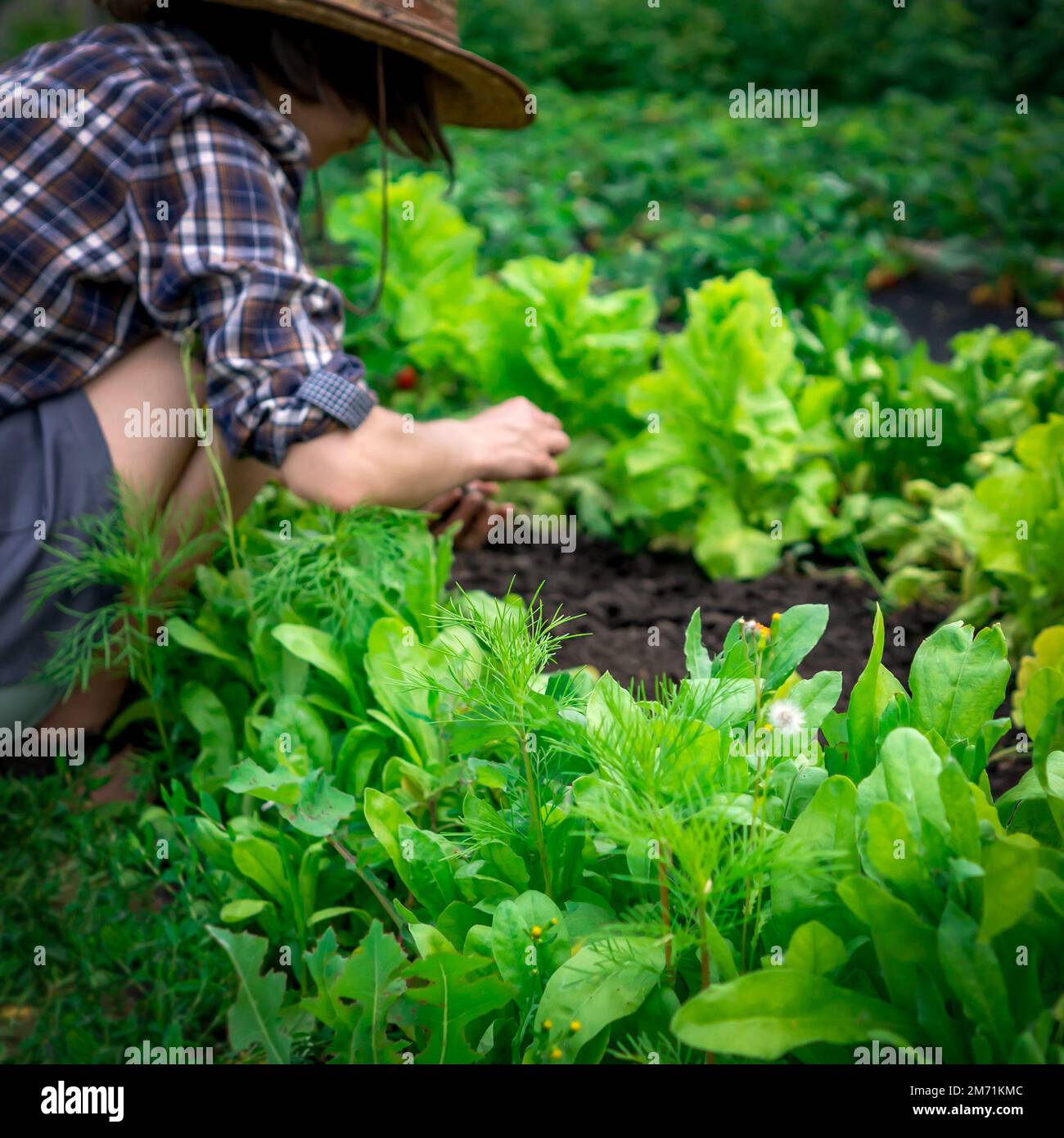 Das Mädchen arbeitet im Gemüsegarten. Stockfoto