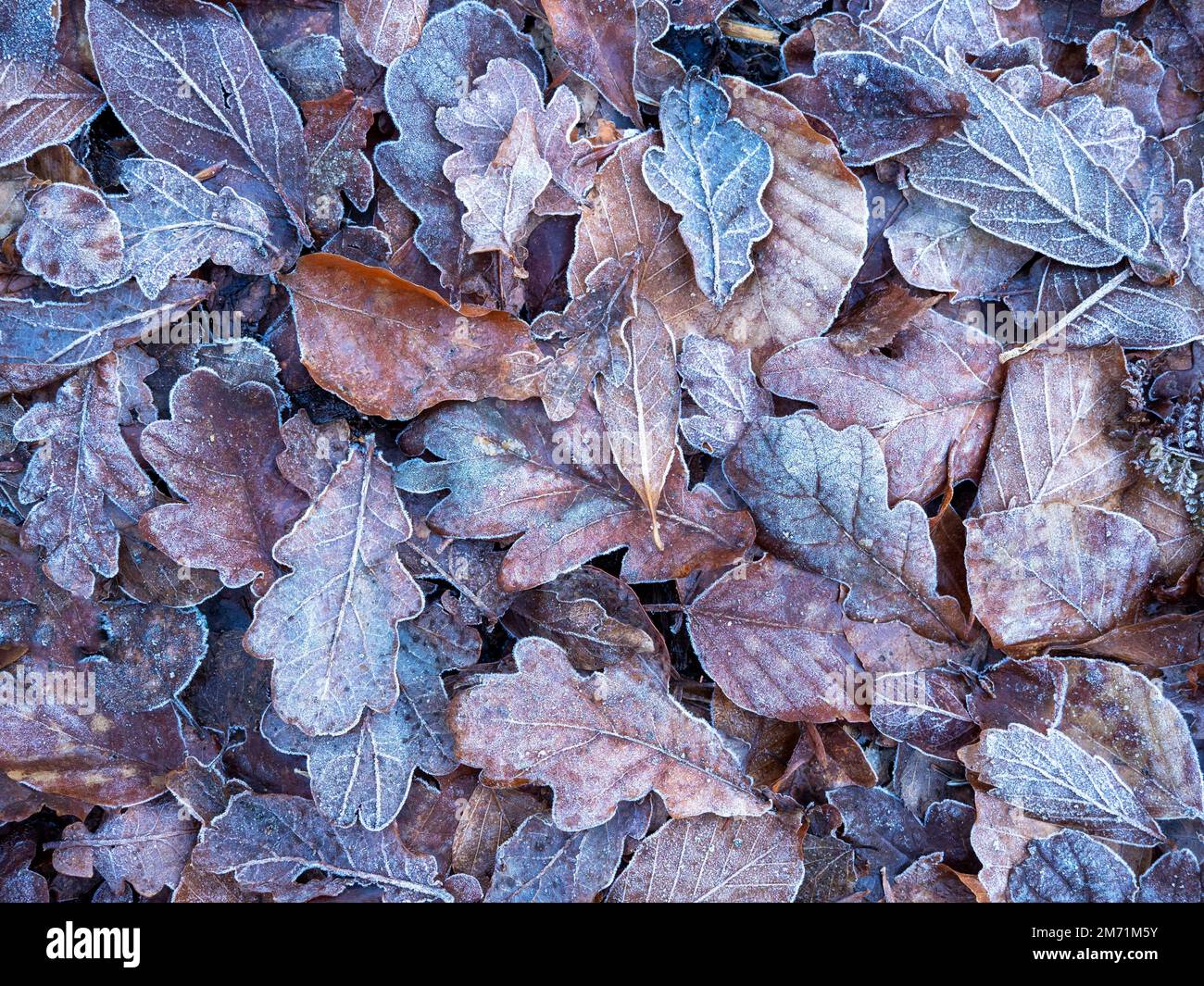 Frostige gefallene Eiche und Buchenblätter auf einem Waldboden Stockfoto