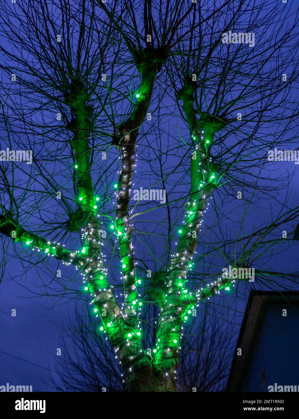 Weihnachtslichter schmücken einen Baum in der Dämmerung in Saffron Walden Stockfoto