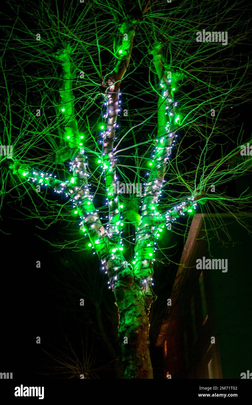Grüne und weiße Weihnachtsdekorationen auf einem Baum auf dem Bürgersteig in Saffron Walden Stockfoto