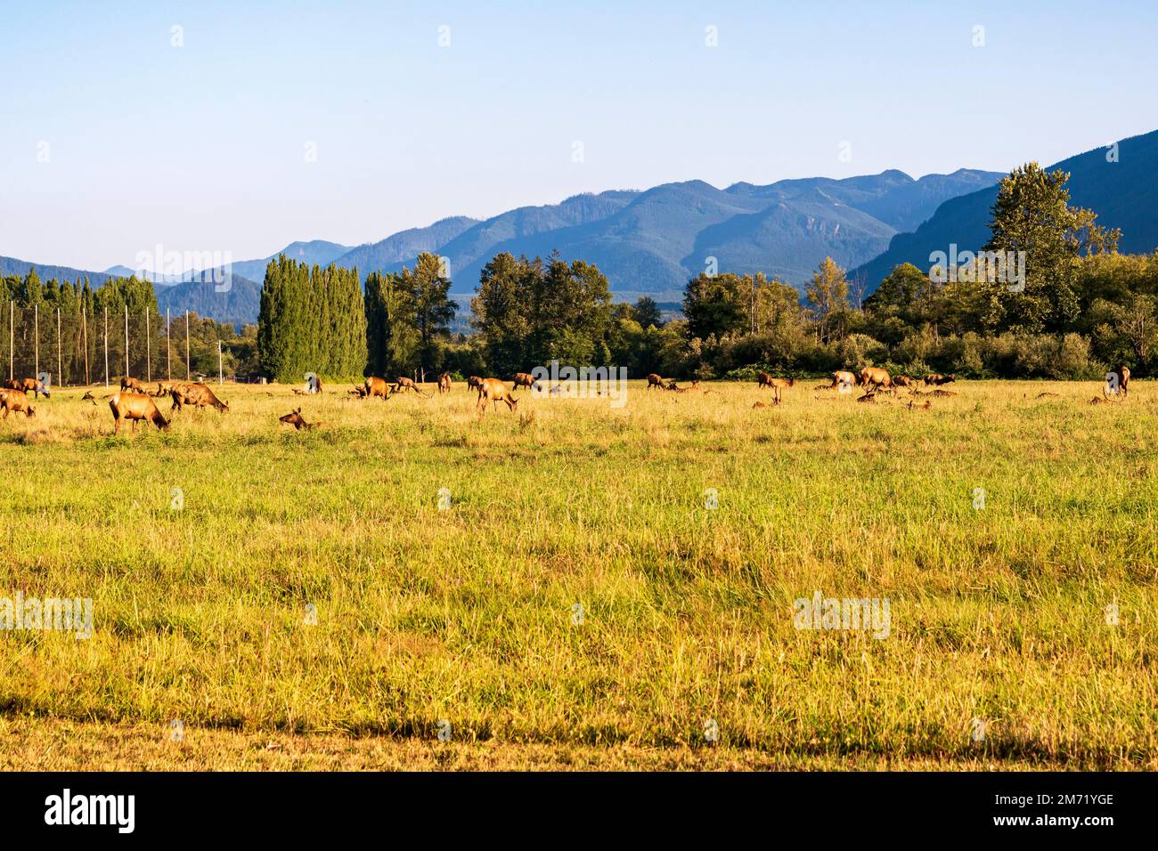 Eine Herde wilder Wapitis grast auf einem grasbedeckten Feld in North Bend, Washington, USA. Stockfoto