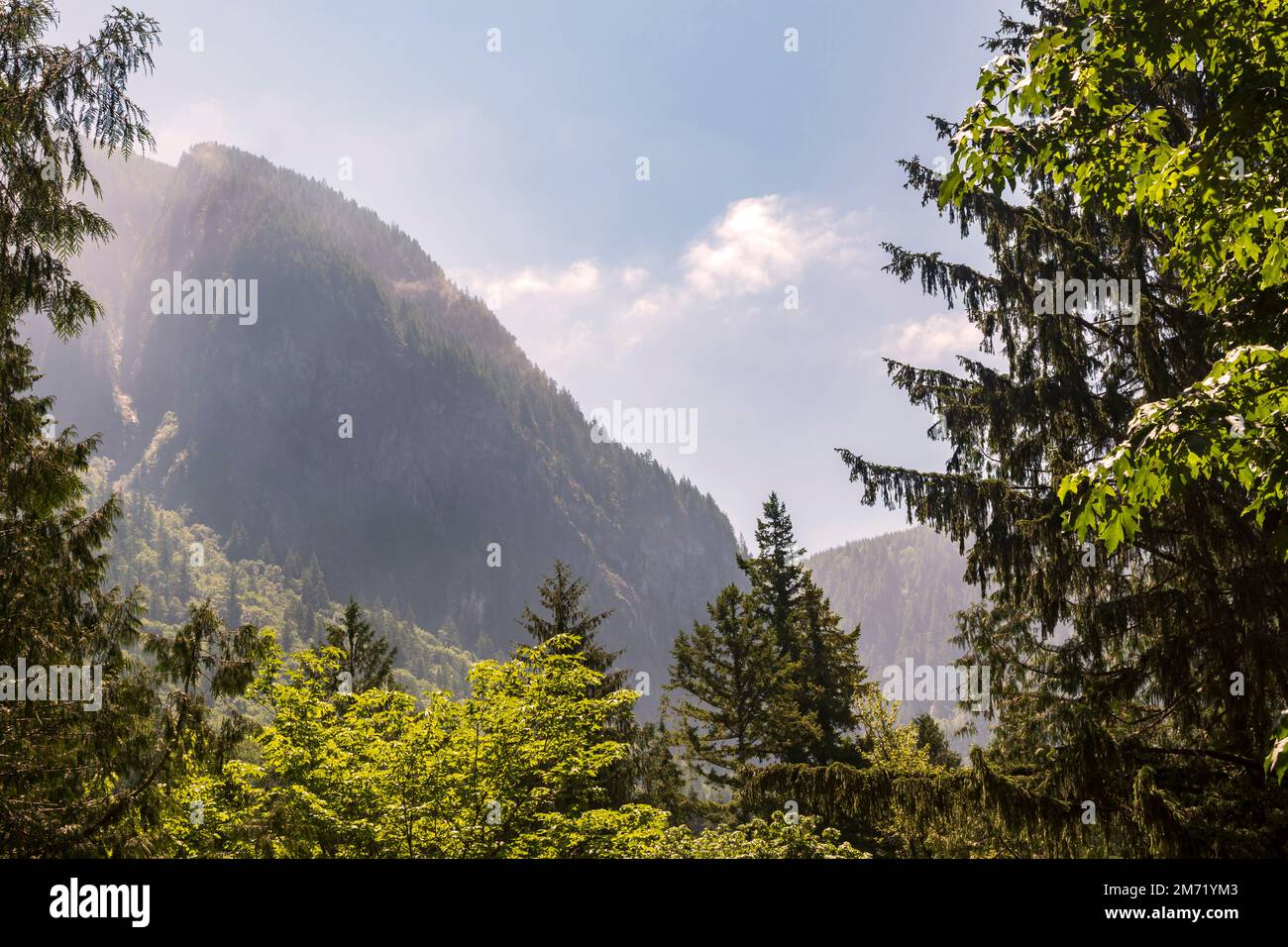 Der Si erhebt sich an einem Sommertag in North Bend, Washington, USA, über die Bäume. Stockfoto