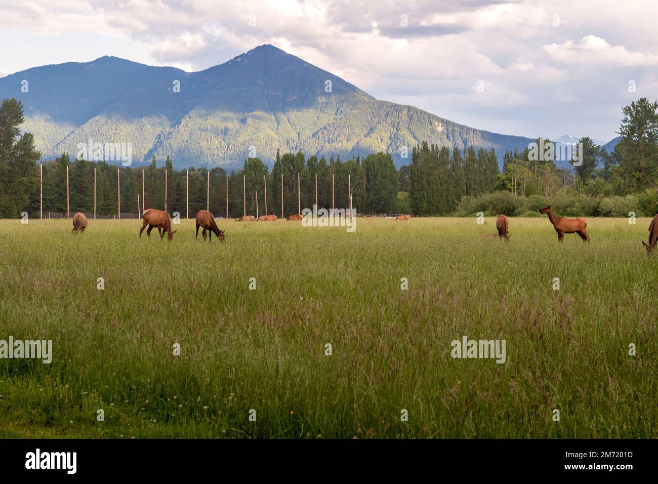 Eine Herde wilder Wapitis grast auf einem grasbedeckten Feld in North Bend, Washington, USA. Stockfoto
