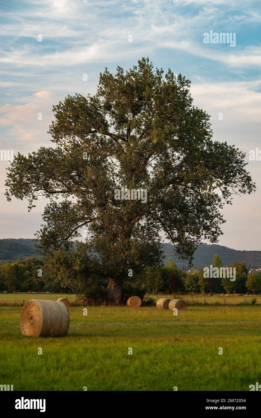 Riesiger alter Kalkbaum (Tilia) auf einer Wiese im Naturschutzgebiet Emmerwiesen, umgeben von Strohballen, Lügde, Deutschland Stockfoto