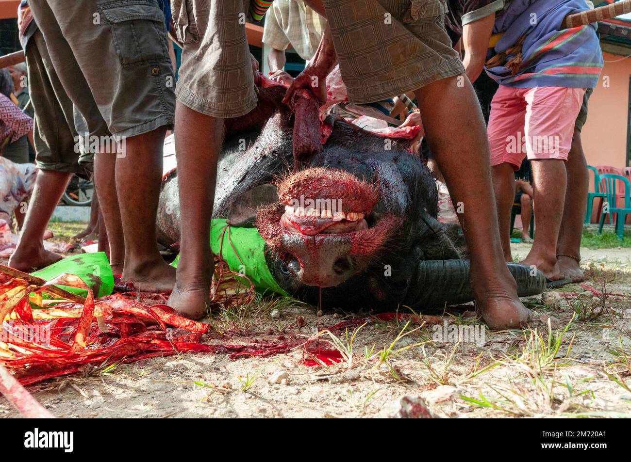 Männer schlachten einen Büffel während einer Beerdigung ab. Stockfoto