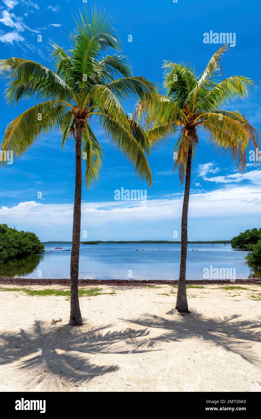 Kokospalmen am sonnigen Strand und tropisches Meer am Key Largo Beach, Florida. Stockfoto