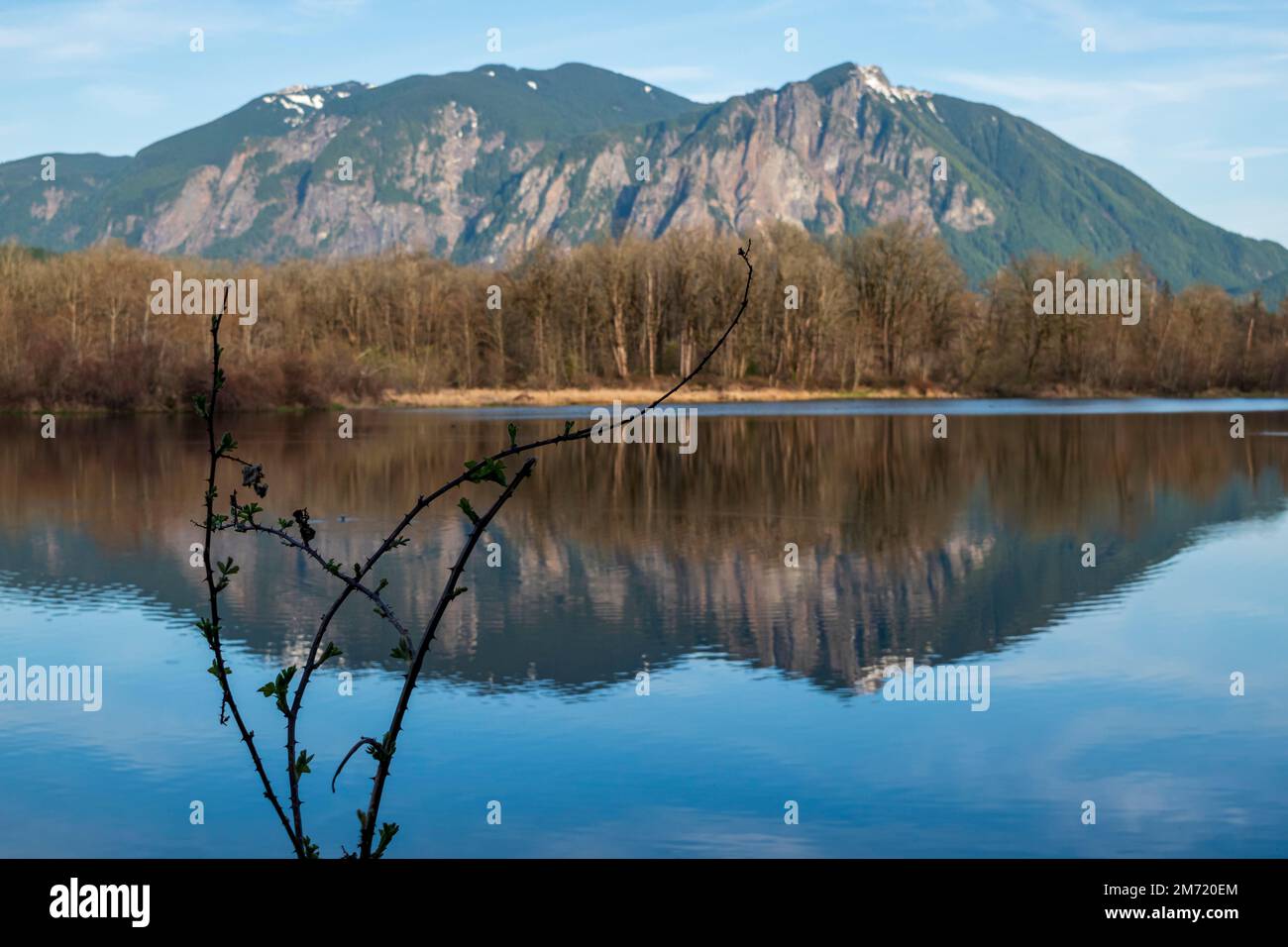 Frühe Brombeeren-Brombeeren sind im Vordergrund mit Mount Si und einer Reihe blattloser Bäume, die sich im ruhigen Wasser des Borst Lake in Snoqual widerspiegeln Stockfoto