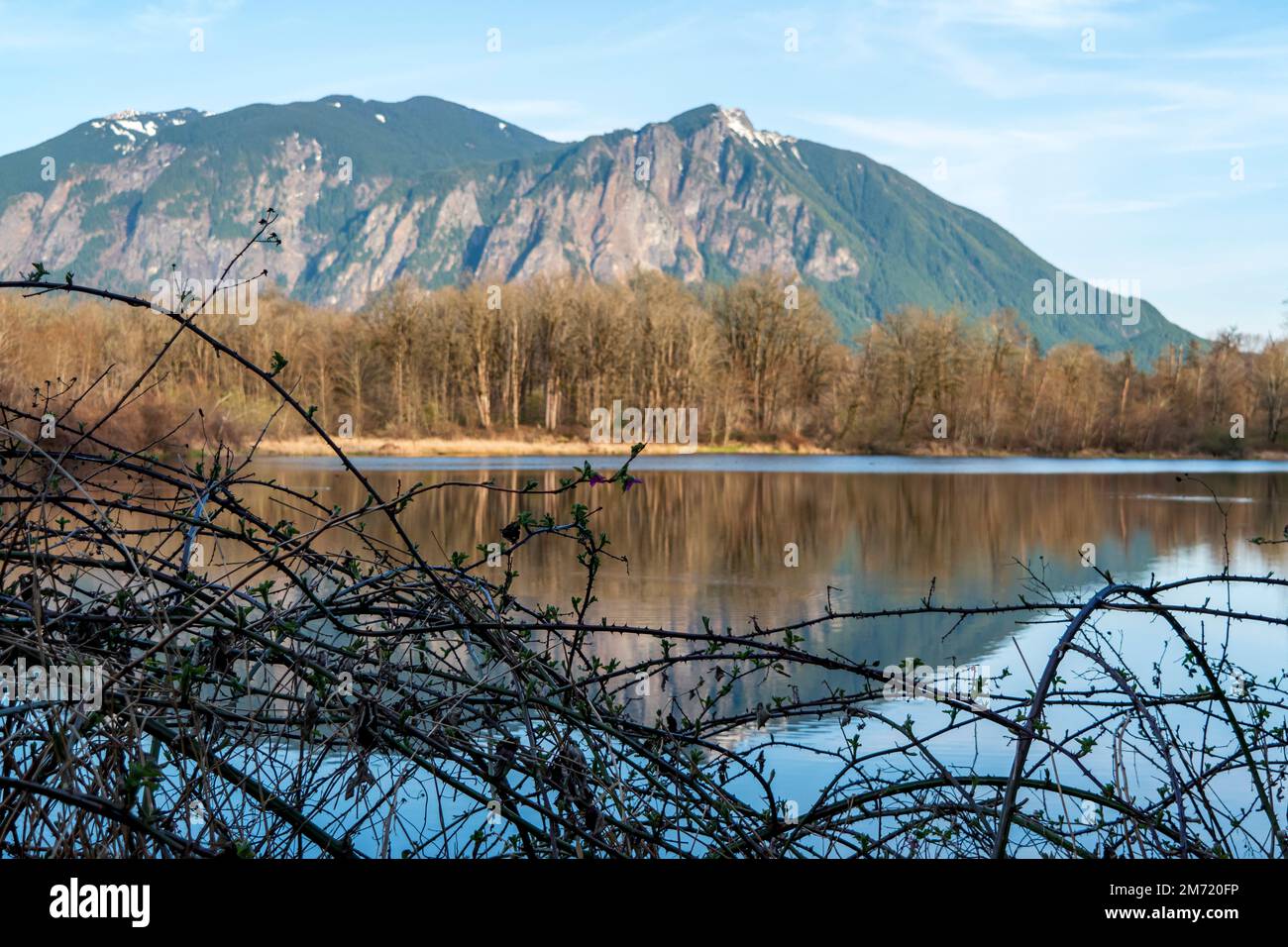 BlackBerry im Vordergrund mit dem Berg Si und eine Reihe blattloser Bäume spiegeln sich im ruhigen Wasser des Borst Lake in Snoqualmie, Washingt Stockfoto