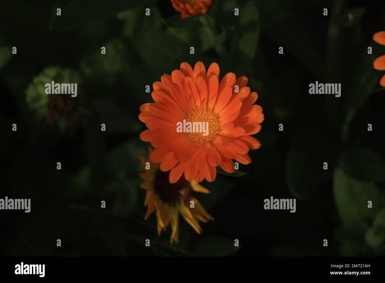 Nahaufnahme der Orangenkalendula-Blüte Stockfoto