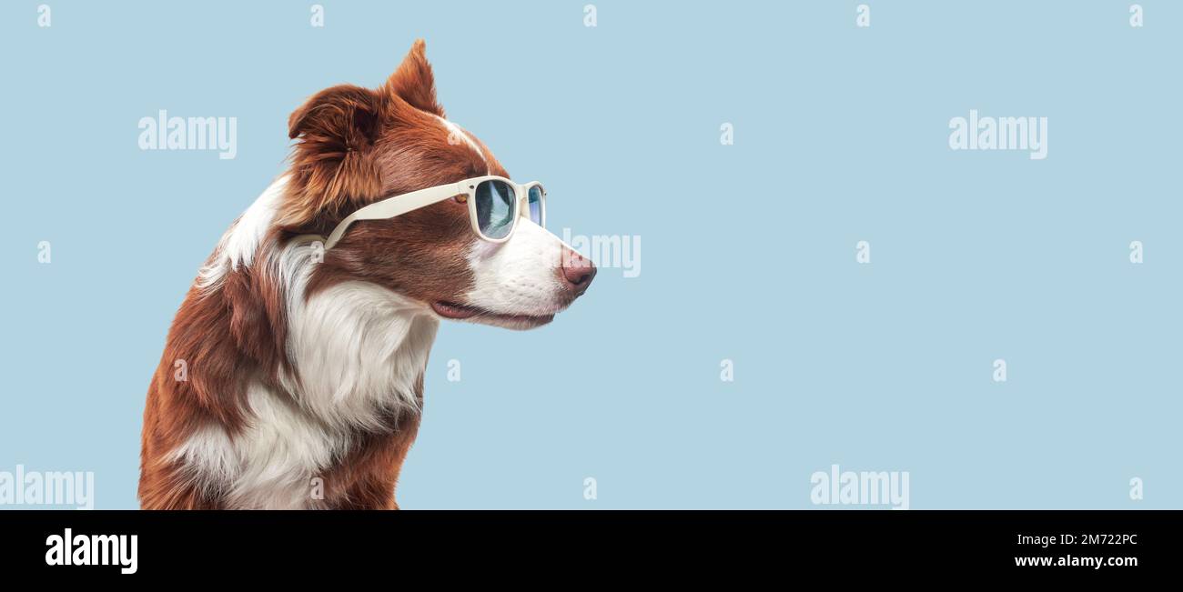Brauner und weißer Border Collie, Hund mit Sonnenbrille stochert sich den Kopf raus, schaut seitwärts mit offenem Mund und seiner Zunge auf einem grauen Hintergrund heraus Stockfoto