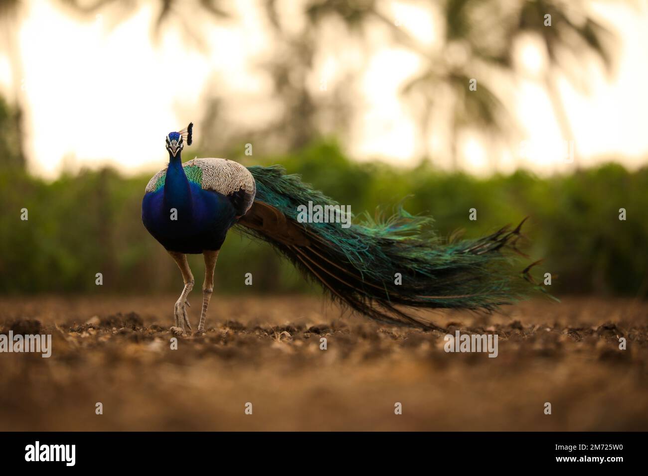 Pfau. Indische Pfau. Ich schaue in die Kamera. Vogel in der Natur. Stockfoto