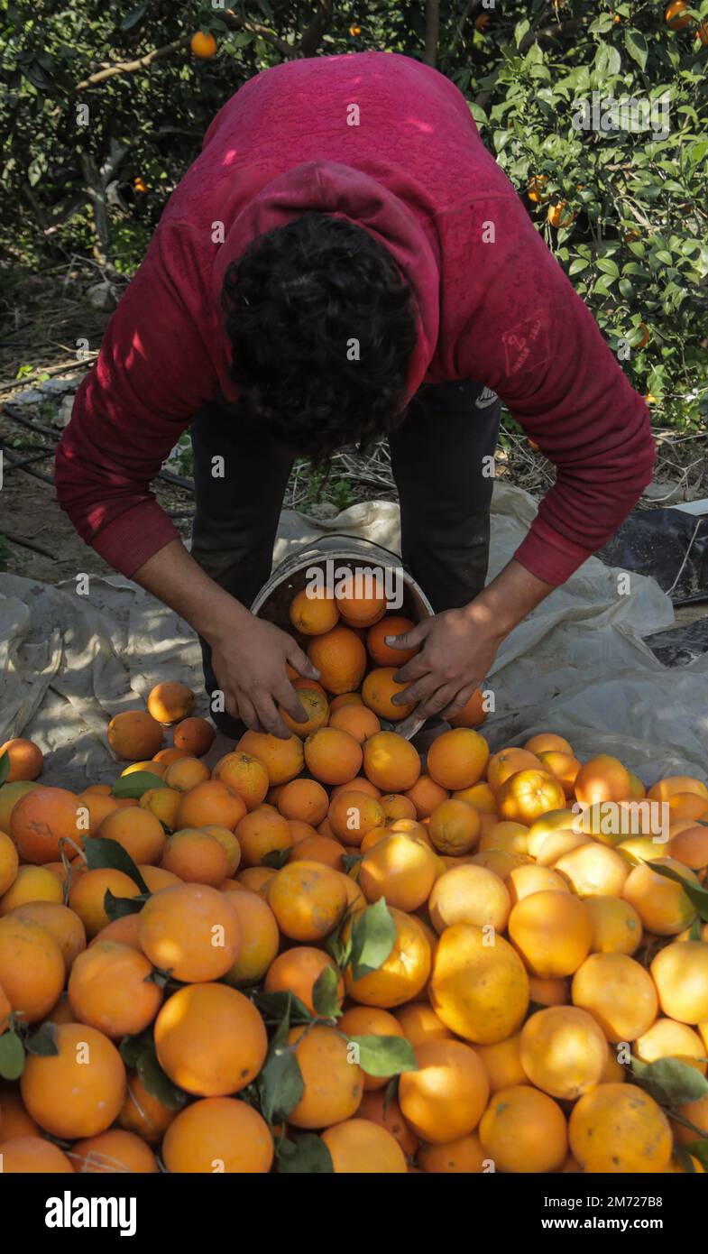 Gaza, Palästina. 06. Januar 2023. Ein palästinensischer Bauer sammelt Orangen auf Feldern, um sie in Kartons zum Verkauf zu verpacken, im Gazastreifen in Beit Lahiya, im nördlichen Gazastreifen. Kredit: SOPA Images Limited/Alamy Live News Stockfoto