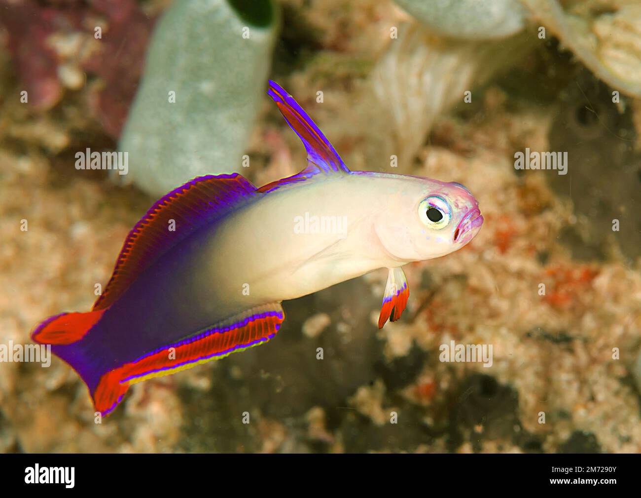 Nemateleotris decora, die elegante fieberrote oder violette fieberrote Ziege, eine Art von Dartfischen schwimmt über Korallen von Bali Stockfoto