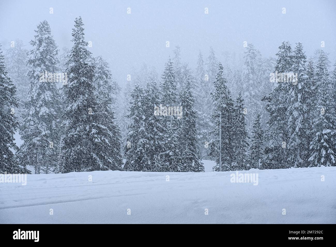 Alpenwald an einem verschneiten Tag Stockfoto