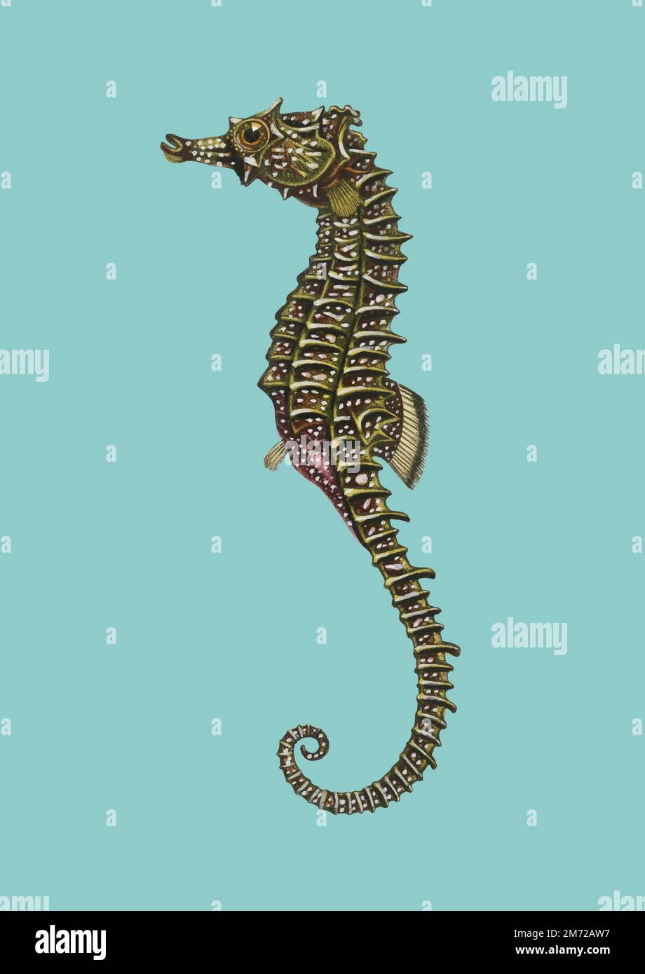 Gefüttertes Seepferd (Hippocampus Erectus), illustriert von Charles Dessalines D'Orbigny (1806-1876). Digital verbessert von unserer eigenen Ausgabe von Dictionn 1892 Stock Vektor