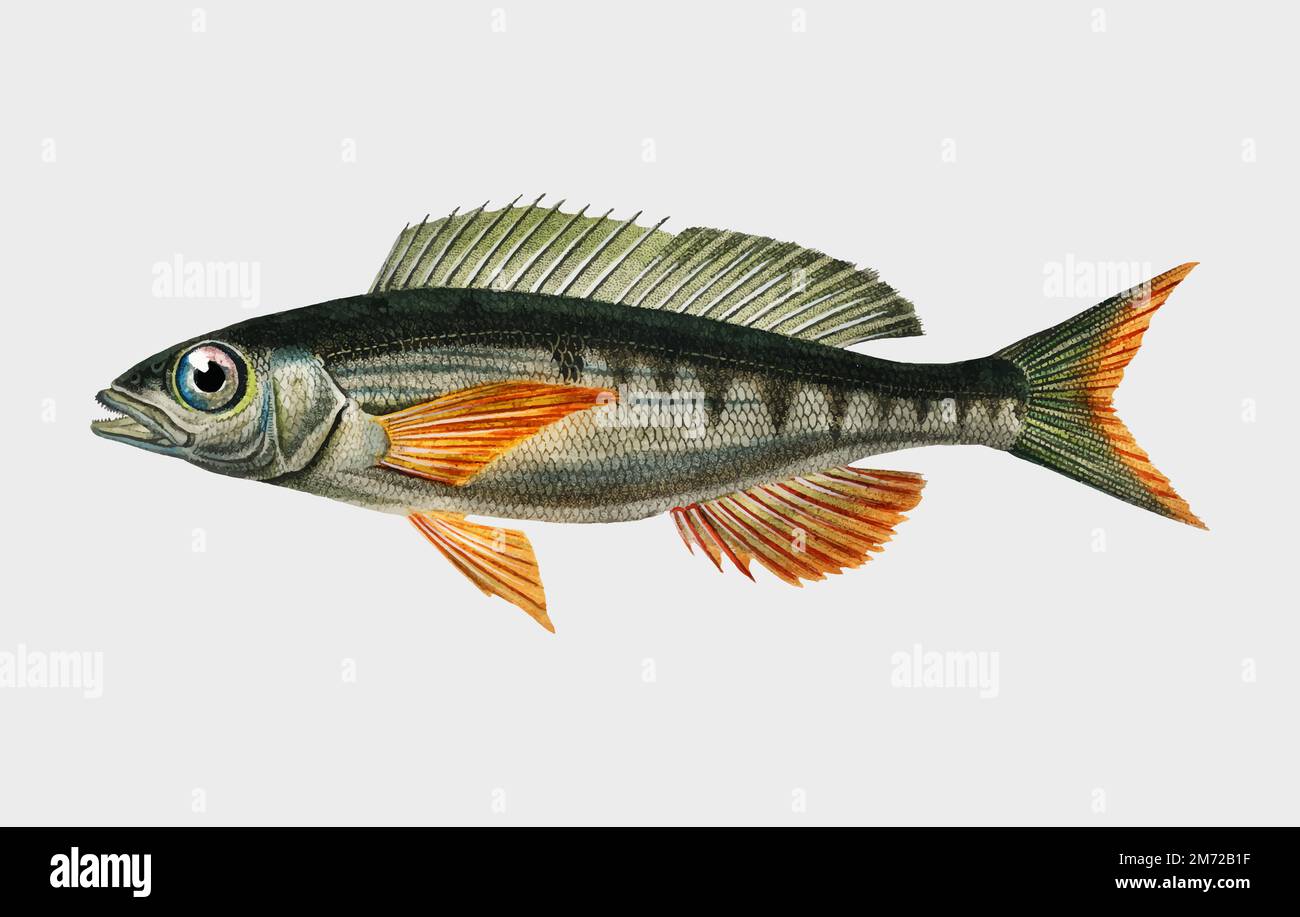 Pandoara Fisch (Sparus Erthrinus) illustriert von Charles Dessalines D'Orbigny (1806-1876). Digital verbessert aus unserer eigenen Ausgabe von Dictionnaire 1892 Stock Vektor