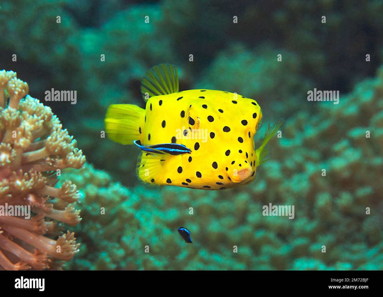 Gelber Boxfish ( Ostracion cubicum ), der von der bluestreak Cleaner Wrasse ( labroides dimidiatus ) in der Reinigungsstation in Bali, Indonesien gereinigt wird. Stockfoto