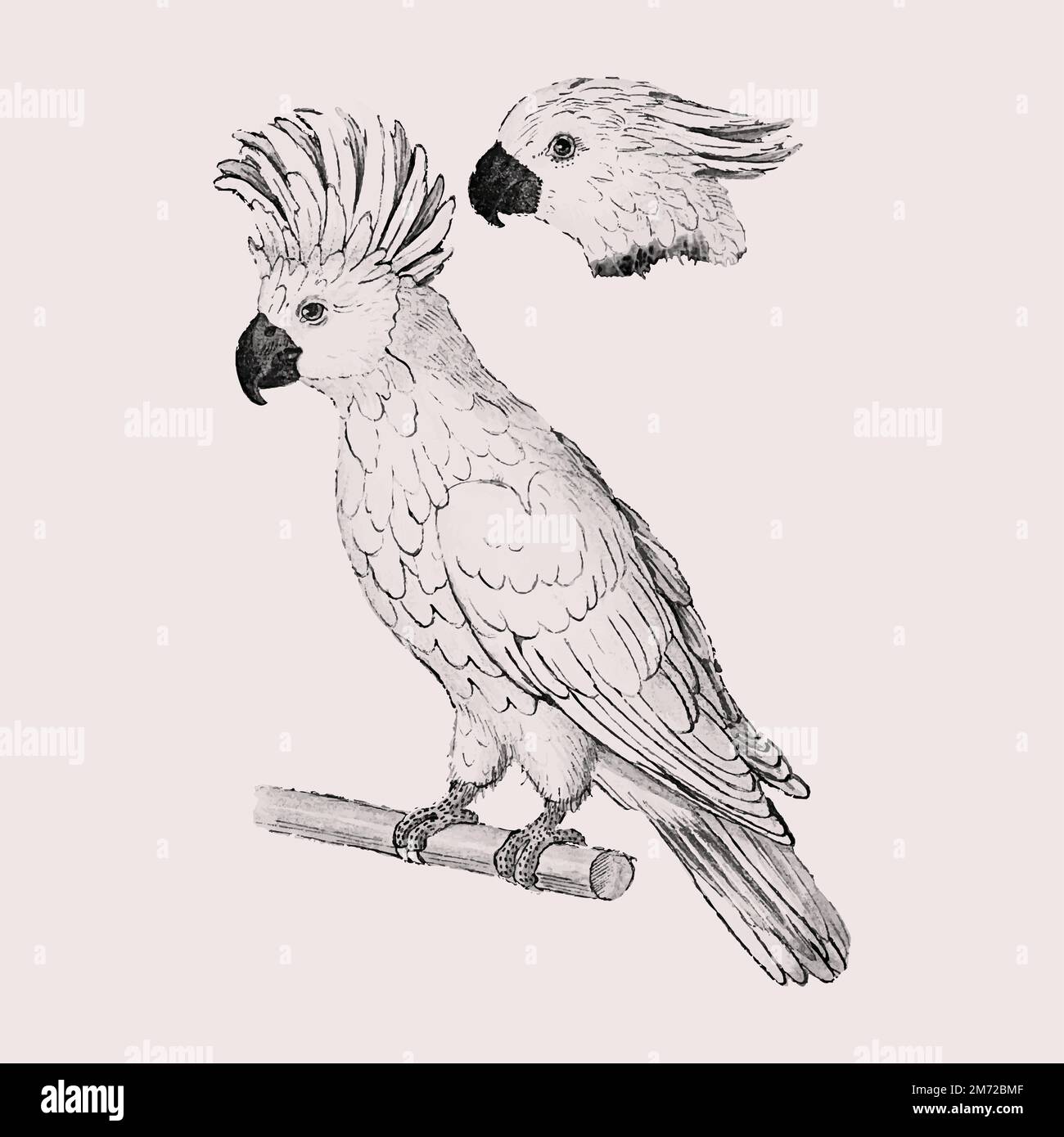 Vintage Lachs crested cockatoo Illustration in Vektor Stock Vektor