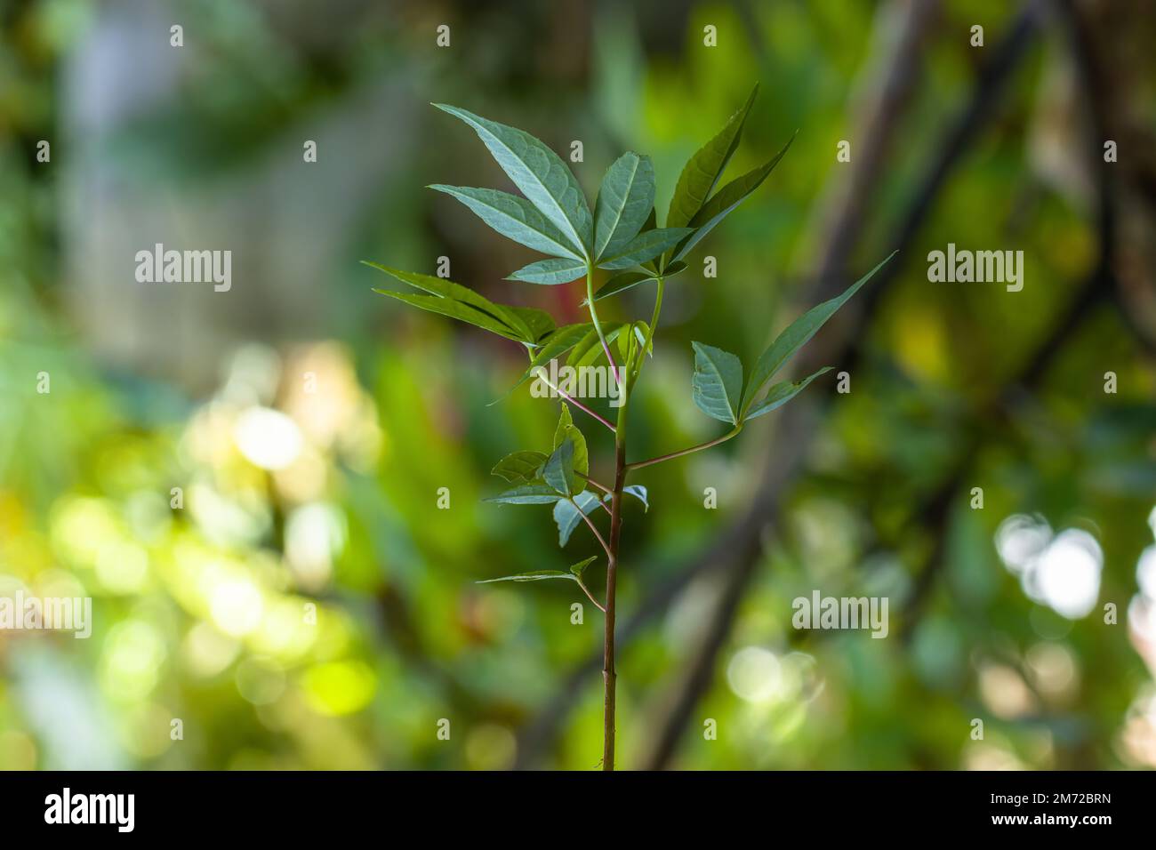 Kleine Knospen grüner Blattpflanzen mit kleinen Stielen, unscharfer grüner Laubhintergrund Stockfoto