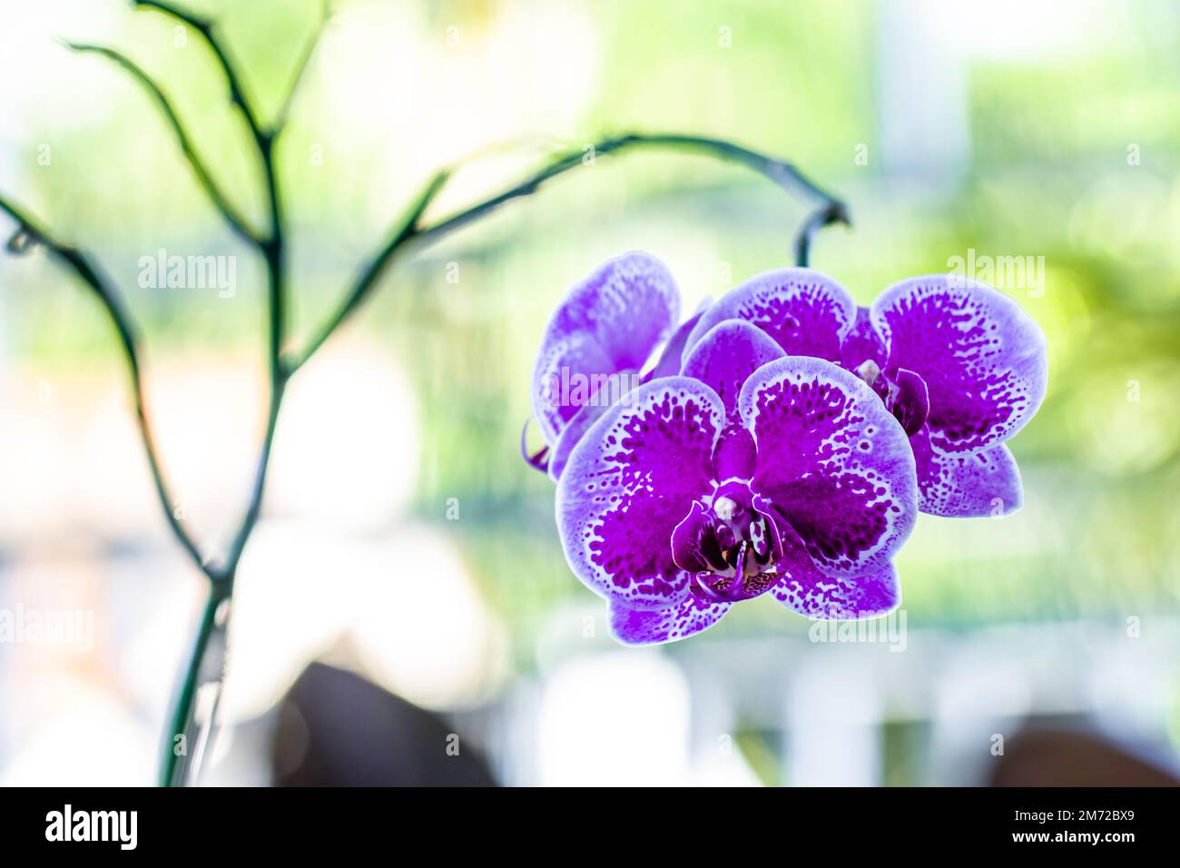 Eine blühende Orchideenblume, gemeinhin als Mondorchidee oder Mottenorchidee (Phalaenopsis amabilis) bekannt, in lila und weiß, mit Blatthintergrund und B. Stockfoto