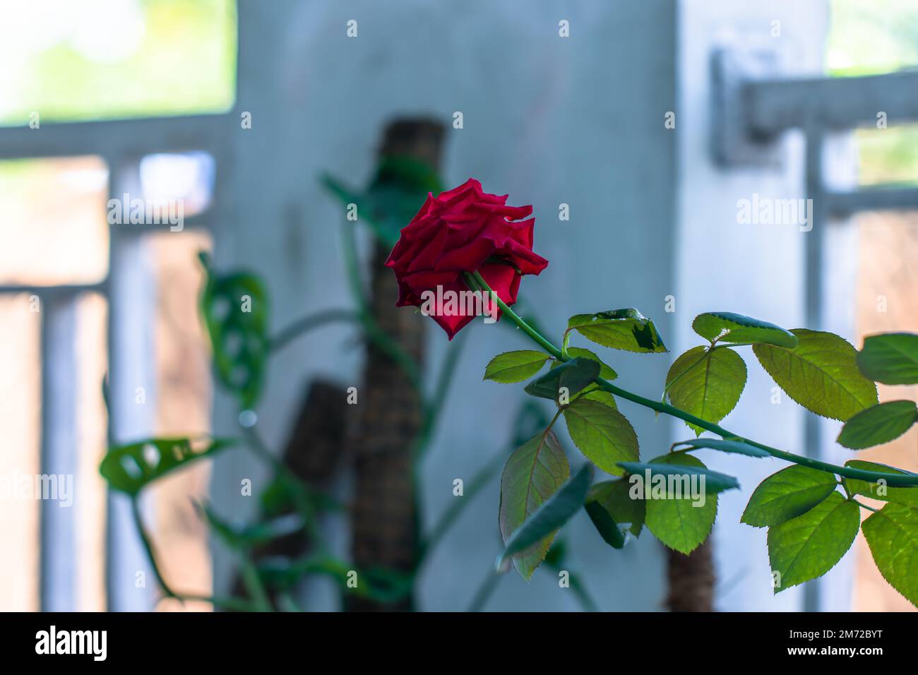 Eine rote Rose in Blüte hat frische grüne Blätter, verschwommenen Blatthintergrund und natürliches Licht Stockfoto