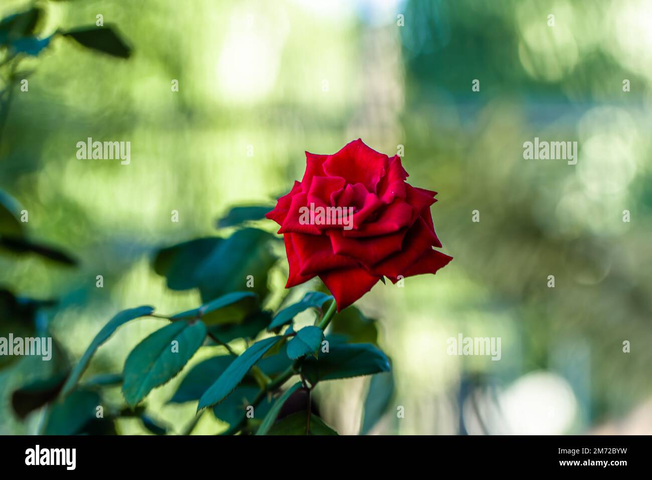 Eine rote Rose in Blüte hat frische grüne Blätter, verschwommenen Blatthintergrund und natürliches Licht Stockfoto