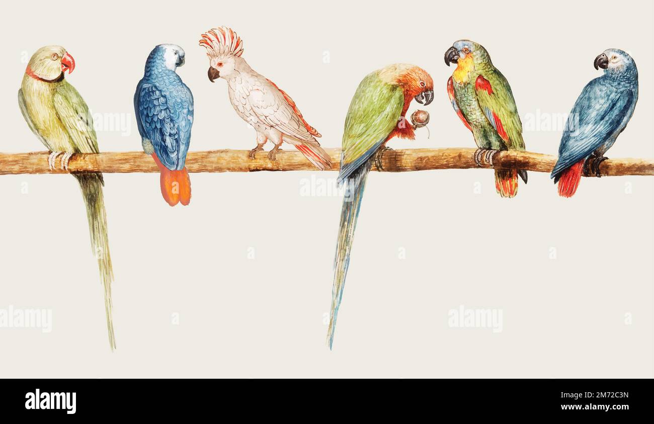 Vintage Papagei Sorte auf der Ast Illustration thront Stock Vektor