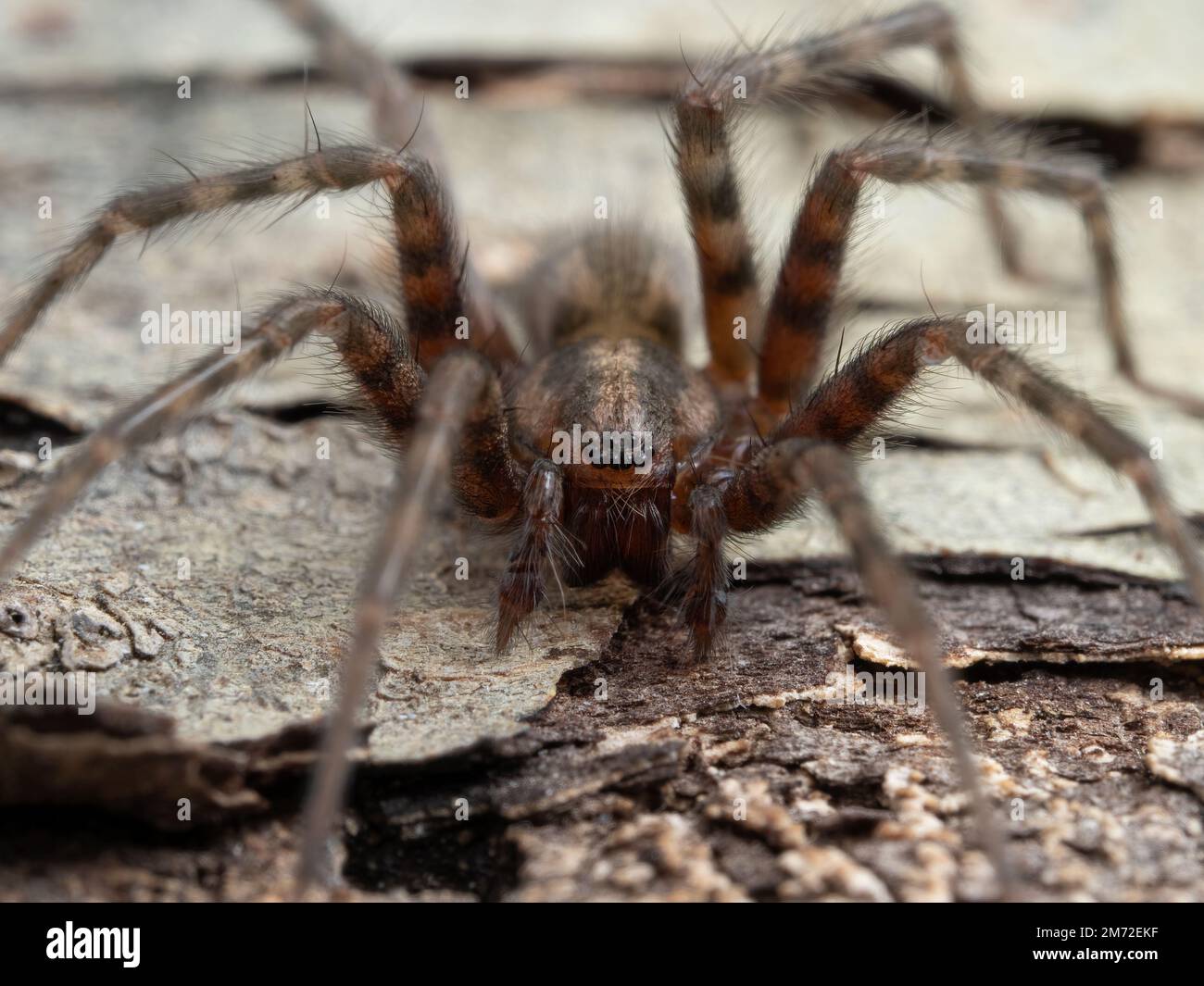 Nahaufnahme einer reifen männlichen Hausspinne (Tegenaria domestica). Delta, British Columbia, Kanada Stockfoto