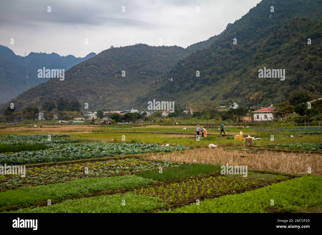 Bauern arbeiten auf ihren Feldern und bauen Gemüse in Mai Chau, im nördlichen Hochland Vietnams, an. Stockfoto