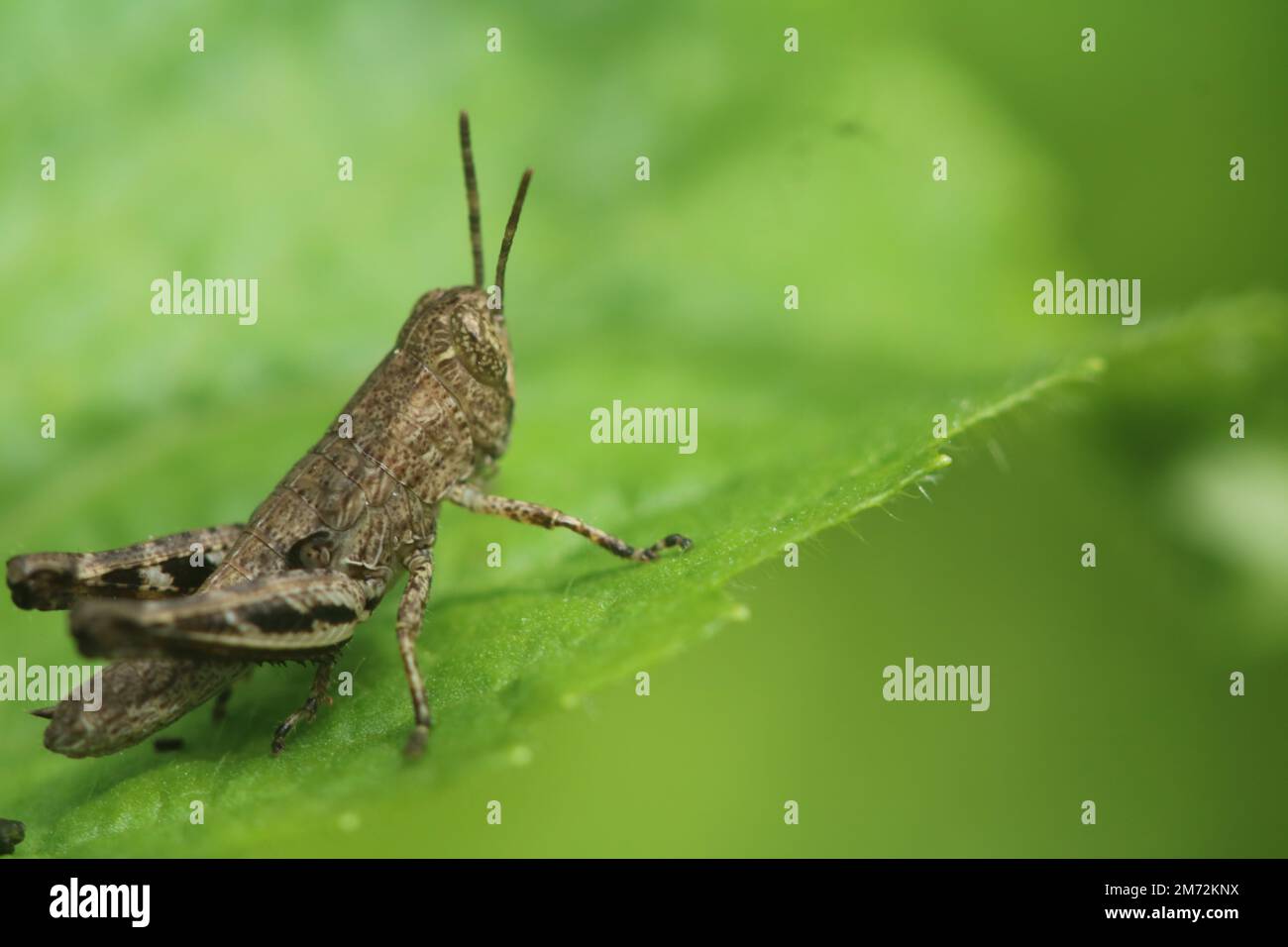 Nahaufnahme eines kurzhornigen Grashüpfers (Pezotettix giornae) auf einem grünen Blatt Stockfoto